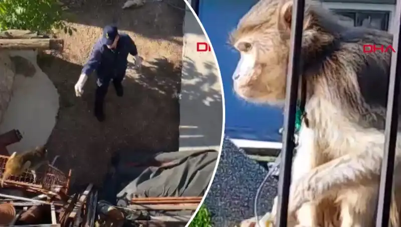 Muğla'da Maymun Kovalamacası: Mahalleli Doğanın Kaçak Misafirine Takipte!