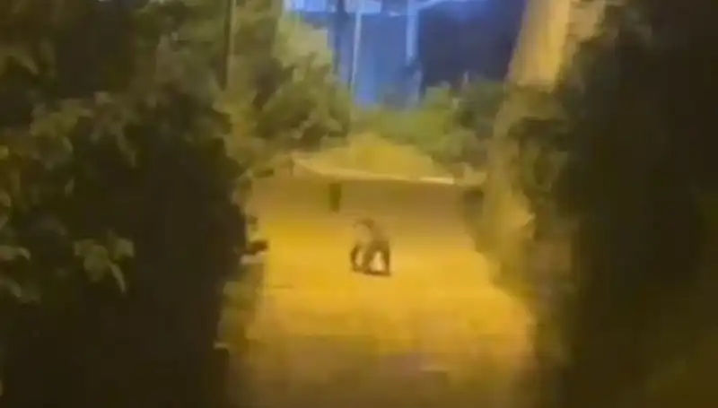 Gümüşhane’de Şehir Merkezine İnen Ayı: Vatandaşlar Şokta!