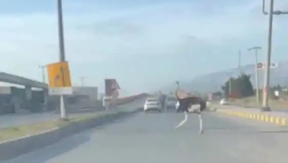 Trafikte Deve Kuşu Görmek: Şehir Hayatının Beklenmedik Görünümleri