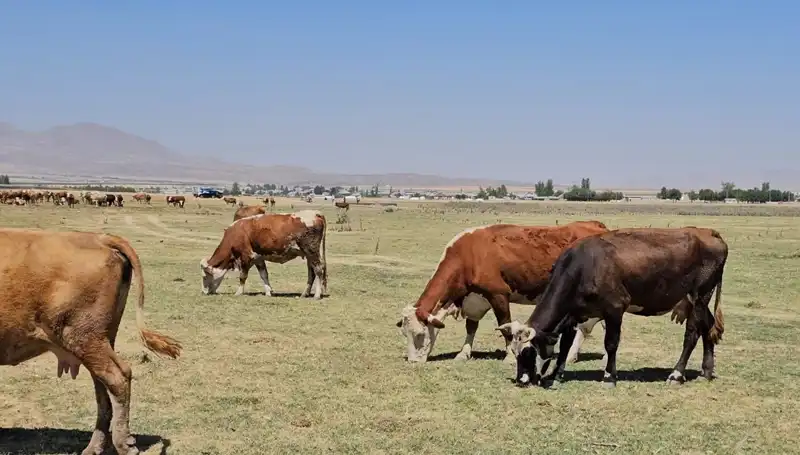 Arin Gölü’nün Kuruması: Yerel Ekosistem ve Tarım Üzerindeki Etkileri