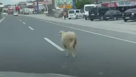 Yalova'da Kaçan Kurbanlık Hayvanlar Trafiği Aksattı!