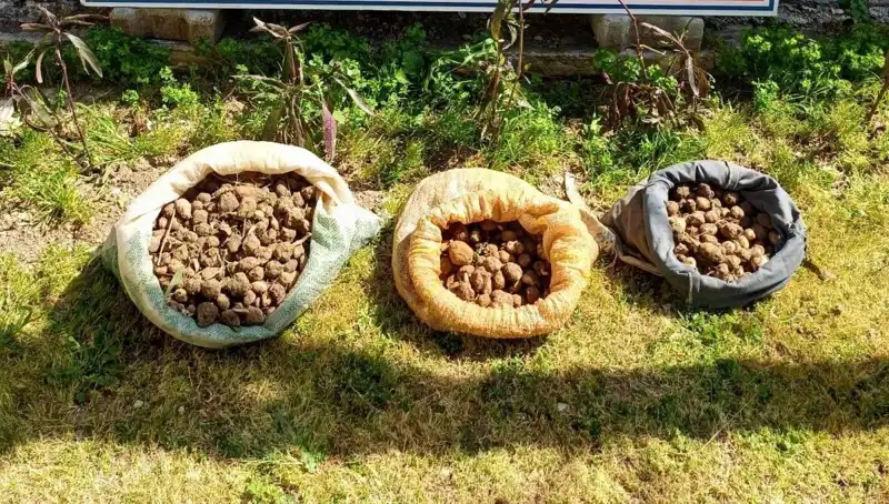 Salep Savaşında Yakalandılar: 10 Kilo Yasa Dışı Toplama!