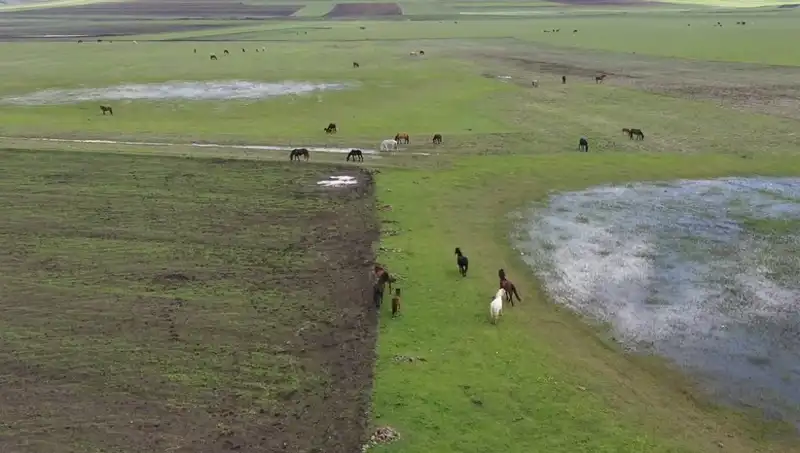 Kars'ın Doğasında Yılkı Atları: Doğa ile Hayatın Buluştuğu Anlar
