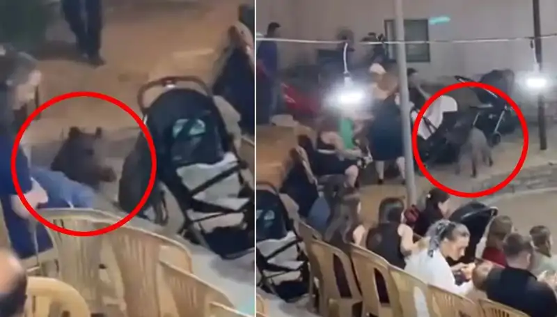 Yaban Domuzu Düğün Törenine Girdi, Konuklar Şaşkına Döndü