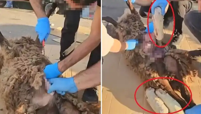 Zehir Tacirlerinin Son Oyunu: Ölüm Gerçekten Korkutucu!