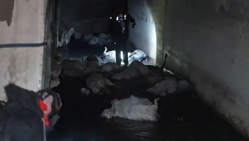 Hayvanlar Zehirli Kokudan Etkilendi: Felaketin Sebebi Üzerine Çeşitli Tartışmalar