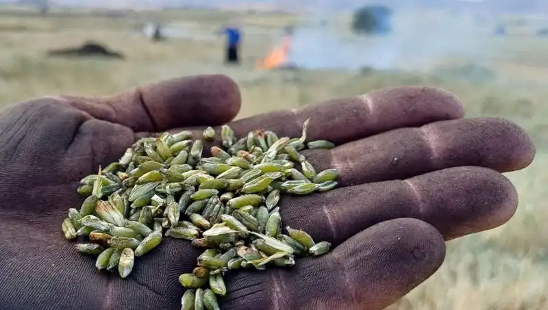 Bu Yılın Firik Sezonunu Kaçırmayın: Sağlık ve Lezzet Dolu Bir Mucize!