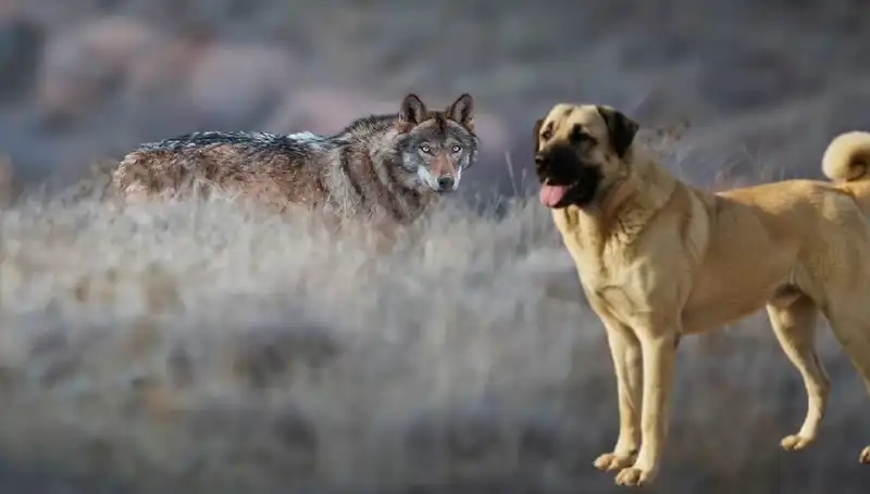 Kangal Köpeğine Olan İlgi Artıyor: Kurt Popülasyonundaki Değişim Neden?