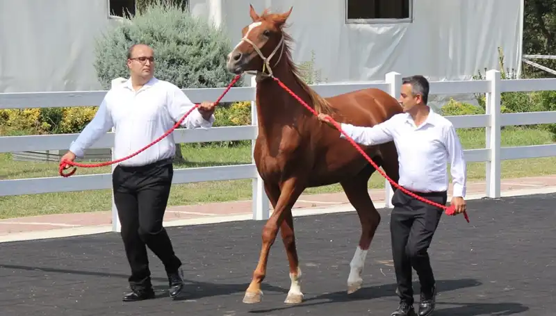 Taşkın Kral: Rekorlarla Dolu Bir Macera Dünyası