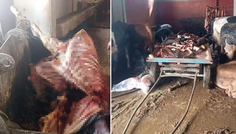 Adana’da Sokaklarda Korkunç Skandal: 2,5 Ton At Eti Ele Geçirildi!