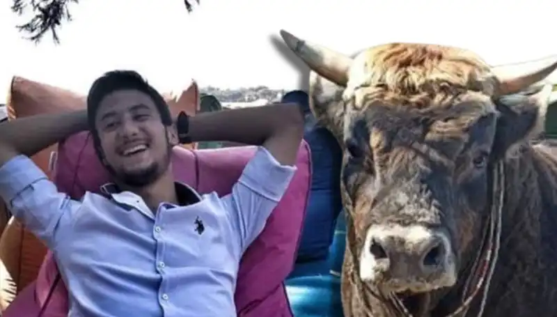 Aydın'da Güreş Boğası Kaza Sonucu Hayatını Kaybetti, Derece Kayıtları Sarsıldı